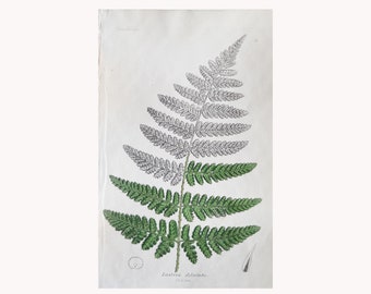 Antique Hand Colored Botanical Fern Engraving by Sowerby Lastrea Dilatata Broad Prickly-Toothed Buckler Fern No. 13