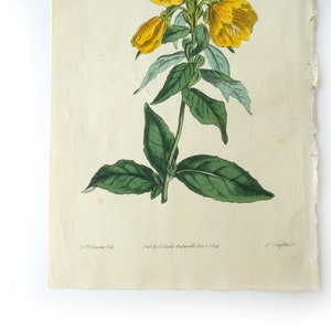 Peut inclure: Une illustration botanique vintage d'une fleur jaune avec des feuilles vertes. L'illustration est imprim&eacute;e sur du papier avec une surface textur&eacute;e. Le texte "Pub by G.C.Knowles, Waterl. 1824 & 1825" est imprim&eacute; en bas de la page.