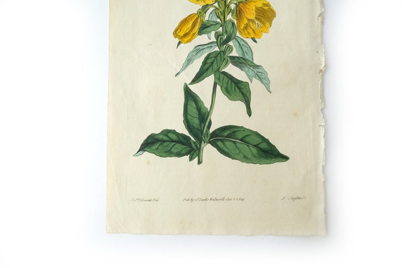 Peut inclure: Une illustration botanique vintage d'une fleur jaune avec des feuilles vertes. L'illustration est imprim&eacute;e sur du papier avec une surface textur&eacute;e. Le texte "Pub by G.C.Knowles, Waterl. 1824 & 1825" est imprim&eacute; en bas de la page.