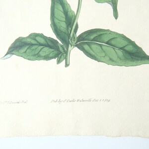 Peut inclure: Une illustration botanique vintage d'une plante aux feuilles vertes. L'illustration est imprim&eacute;e sur du papier avec un fond cr&egrave;me. Le texte "Pub by S. Curtis Walworth Oct 1 1814" est imprim&eacute; sous l'image.
