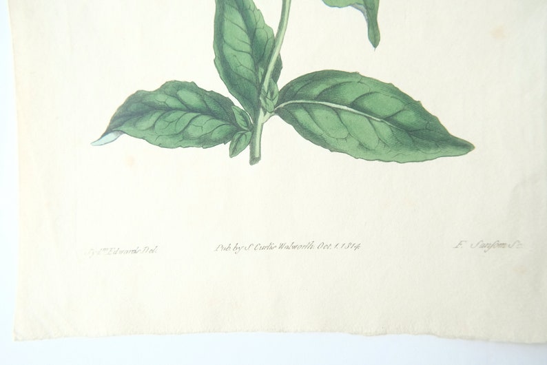 Peut inclure: Une illustration botanique vintage d'une plante aux feuilles vertes. L'illustration est imprim&eacute;e sur du papier avec un fond cr&egrave;me. Le texte "Pub by S. Curtis Walworth Oct 1 1814" est imprim&eacute; sous l'image.