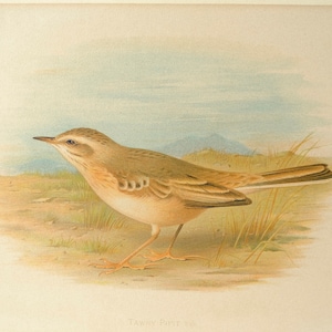 May include: A detailed illustration of a Tawny Pipit bird, depicted in a natural setting with brown and green grasses. The bird is perched on the ground, its wings folded, and its beak pointed forward. The background is a soft blue and white, suggesting a sky or clouds.