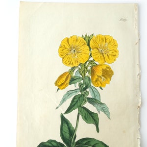 Peut inclure: Une illustration botanique vintage d'une fleur jaune avec des feuilles vertes. L'illustration est sur du papier cr&egrave;me avec le num&eacute;ro "169" imprim&eacute; en haut &agrave; droite.