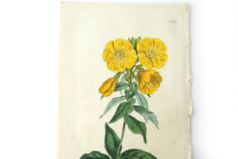 Peut inclure: Une illustration botanique vintage d'une fleur jaune avec des feuilles vertes. L'illustration est sur du papier cr&egrave;me avec le num&eacute;ro "169" imprim&eacute; en haut &agrave; droite.