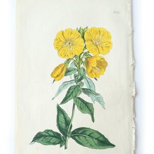 Peut inclure: Une illustration botanique vintage d'une fleur jaune avec des feuilles vertes. La fleur a cinq p&eacute;tales et un centre jaune. L'illustration est sur un fond blanc.