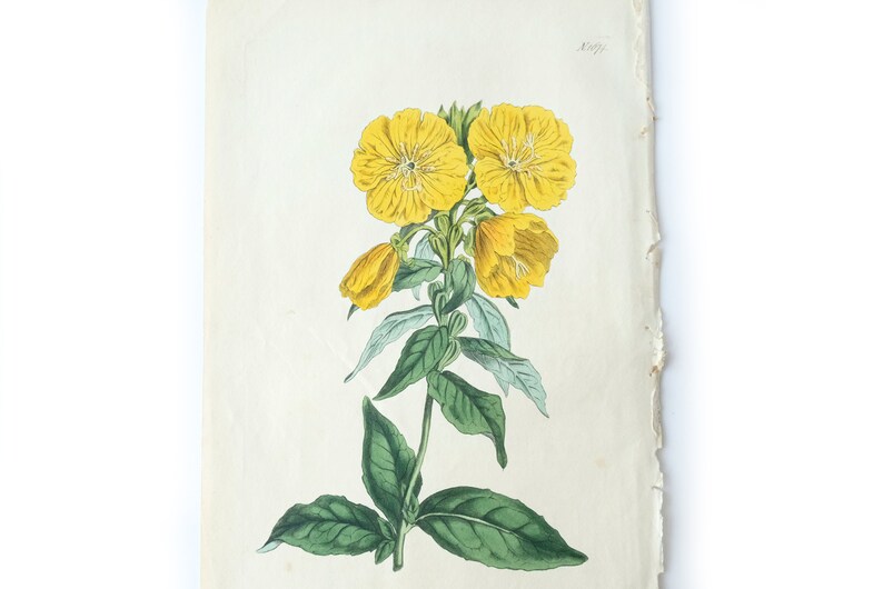Peut inclure: Une illustration botanique vintage d'une fleur jaune avec des feuilles vertes. La fleur a cinq p&eacute;tales et un centre jaune. L'illustration est sur un fond blanc.