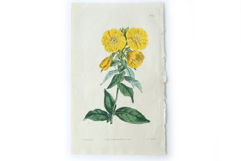 Peut inclure: Une illustration botanique vintage d'une fleur jaune avec des feuilles vertes. L'illustration est imprim&eacute;e sur du papier avec une surface l&eacute;g&egrave;rement textur&eacute;e.