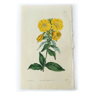 Peut inclure: Une illustration botanique vintage d'une fleur jaune avec des feuilles vertes. L'illustration est imprim&eacute;e sur du papier avec une surface l&eacute;g&egrave;rement textur&eacute;e.