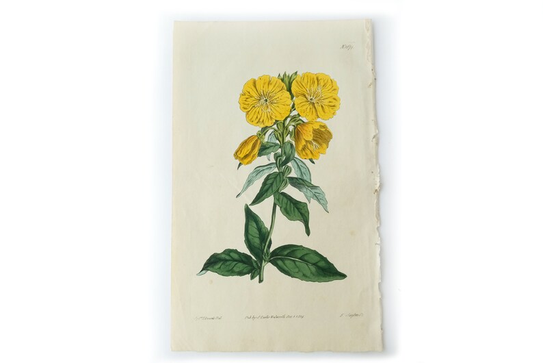 Peut inclure: Une illustration botanique vintage d'une fleur jaune avec des feuilles vertes. L'illustration est imprim&eacute;e sur du papier avec une surface l&eacute;g&egrave;rement textur&eacute;e.