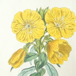 Peut inclure: Une illustration botanique d'une fleur jaune &agrave; cinq p&eacute;tales. La fleur a une tige et des feuilles vertes.
