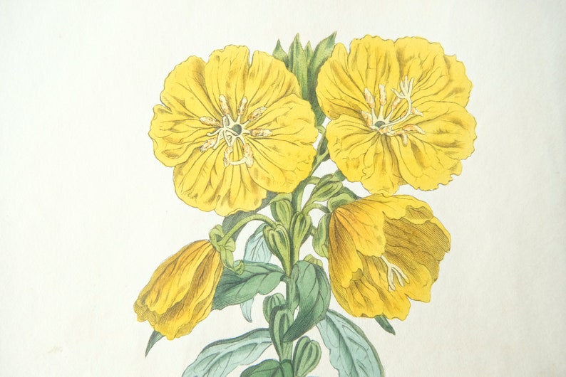 Peut inclure: Une illustration botanique d'une fleur jaune &agrave; cinq p&eacute;tales. La fleur a une tige et des feuilles vertes.
