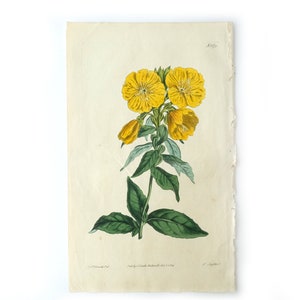 Peut inclure: Une illustration botanique vintage d'une fleur jaune avec des feuilles vertes. L'illustration est imprim&eacute;e sur du papier cr&egrave;me l&eacute;g&egrave;rement textur&eacute;.