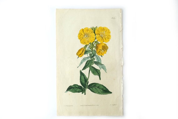 Antique Engraving, Botanical Hand Colored, Flowers Yellow Green