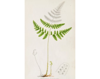 Antique Hand Colored Botanical Fern Engraving by Sowerby Polypodium Calcareum No. 4