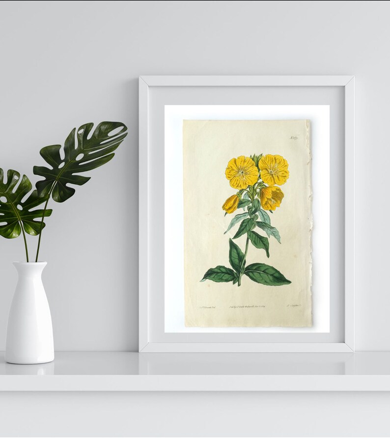 Gravure ancienne, botanique colorée à la main, fleurs vert jaune image 4
