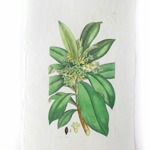 Antique Engraving, Hand Colored, Green Leaves Flowers
