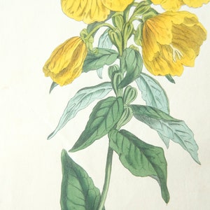 Peut inclure: Une illustration botanique vintage d'une fleur jaune avec des feuilles vertes. La fleur a une floraison d&eacute;licate en forme de cloche et est repr&eacute;sent&eacute;e dans un style r&eacute;aliste.