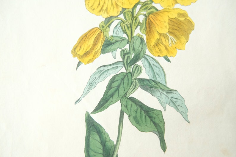 Peut inclure: Une illustration botanique vintage d'une fleur jaune avec des feuilles vertes. La fleur a une floraison d&eacute;licate en forme de cloche et est repr&eacute;sent&eacute;e dans un style r&eacute;aliste.