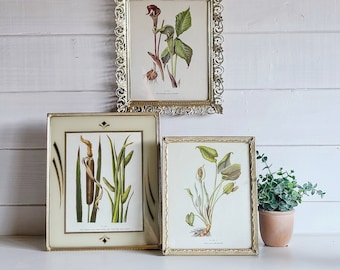 Vintage floral print bookplate in vintage frame | botanical illustration | Arum | jack in the pulpit | cattails |