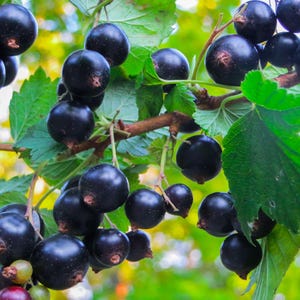 Organic Black Currant Juice Powder — Non-GMO, Raw, Kosher, Vegan Superfood, Bulk, Rich in Antioxidants image 8