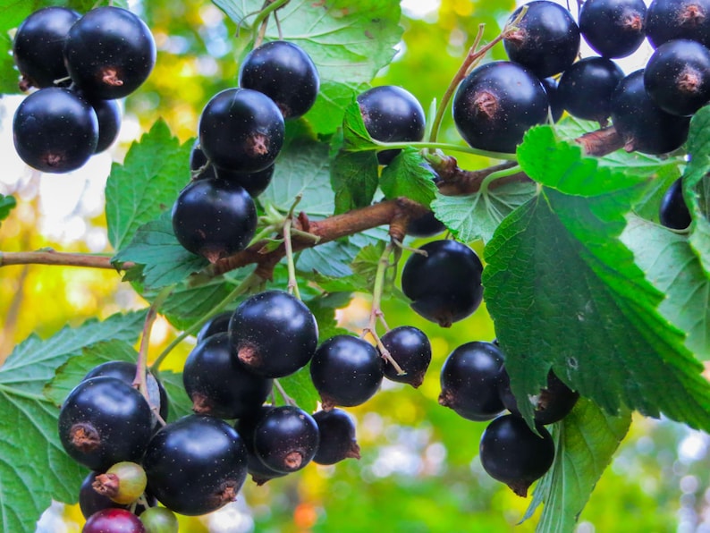 Organic Black Currant Juice Powder — Non-GMO, Raw, Kosher, Vegan Superfood, Bulk, Rich in Antioxidants image 8