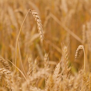Organic Spelt Flour - Whole Grain, Non-GMO, Raw, Vegan, Bulk, Great for Baking Bread, Product of the USA image 7