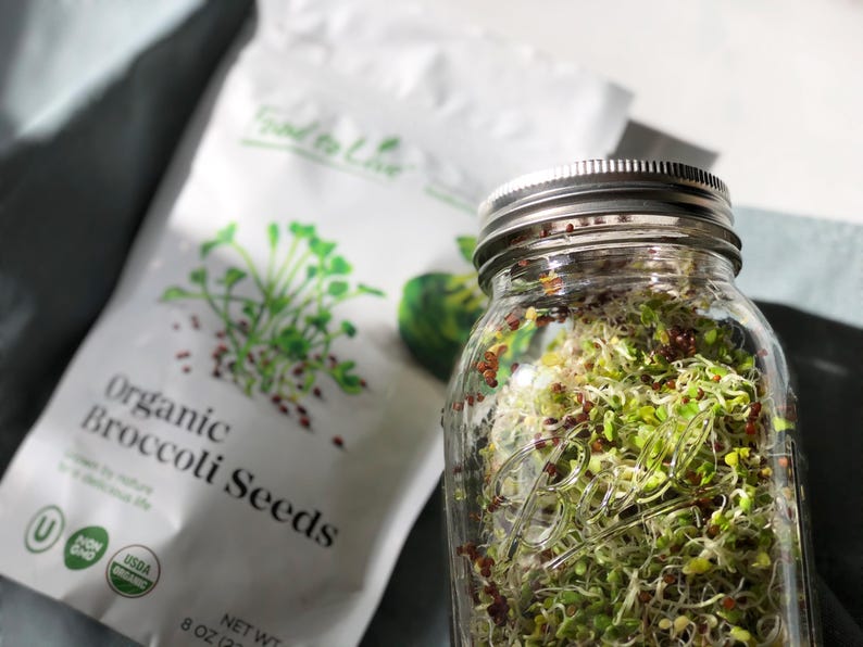 Semillas de brócoli orgánicas para germinar: sin transgénicos, veganas, kosher, aptas para la dieta Sirtfood y a granel. Ricas en sulforafano. Cultiva brotes para ensaladas y sándwiches. imagen 7
