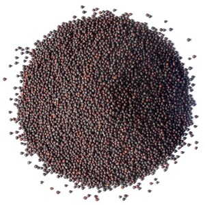 Semillas de brócoli orgánicas para germinar: sin transgénicos, veganas, kosher, aptas para la dieta Sirtfood y a granel. Ricas en sulforafano. Cultiva brotes para ensaladas y sándwiches. imagen 4
