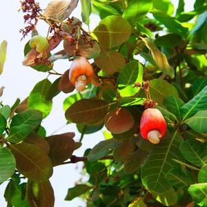 Dry Roasted Whole Cashews with Himalayan Salt — Oven Roasted Lightly Salted Fancy Cashew Nuts, No Oil Added, Vegan, Kosher, Non-GMO Verified bild 6