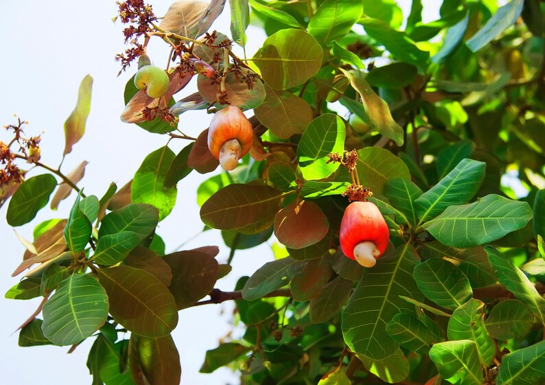 Dry Roasted Whole Cashews with Himalayan Salt — Oven Roasted Lightly Salted Fancy Cashew Nuts, No Oil Added, Vegan, Kosher, Non-GMO Verified bild 6