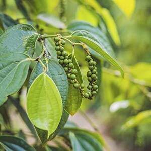 May include: Close-up of a pepper plant branch with green leaves and clusters of unripe peppercorns. The leaves are a vibrant green, and the peppercorns are small and round. The background is blurred, suggesting a natural outdoor setting.
