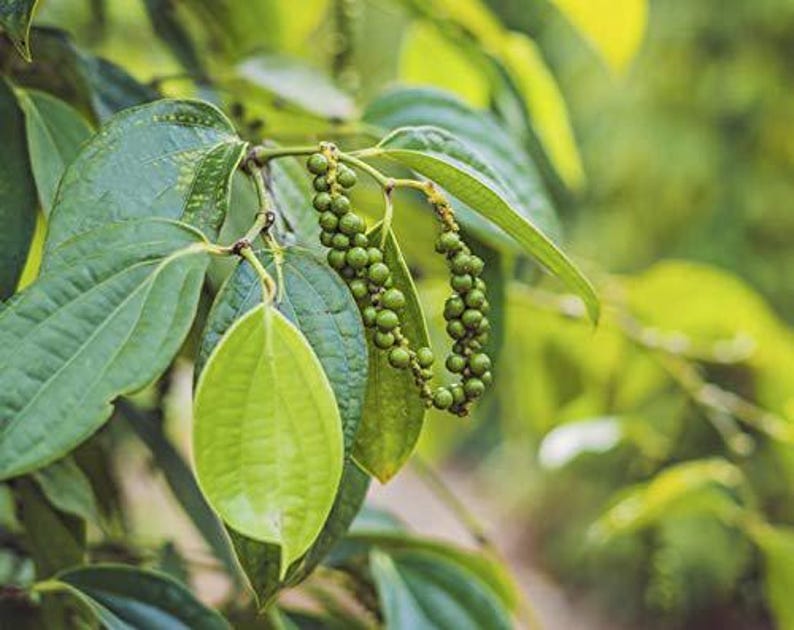 May include: Close-up of a pepper plant branch with green leaves and clusters of unripe peppercorns. The leaves are a vibrant green, and the peppercorns are small and round. The background is blurred, suggesting a natural outdoor setting.
