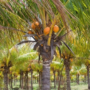 Azúcar de coco moreno orgánico - Sin OGM, azúcar de palma puro, kosher, vegano, de comercio justo, sin refinar, perfecto para hornear, a granel imagen 7