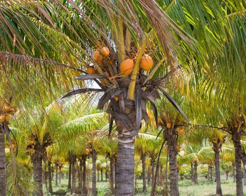 Azúcar de coco moreno orgánico - Sin OGM, azúcar de palma puro, kosher, vegano, de comercio justo, sin refinar, perfecto para hornear, a granel imagen 7