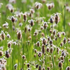 Psyllium Husk Powder - Pure, Kosher, Vegan, Keto, Unflavored, Finely Ground, Bulk, Mixes Well, Rich in Soluble Fiber. bild 8