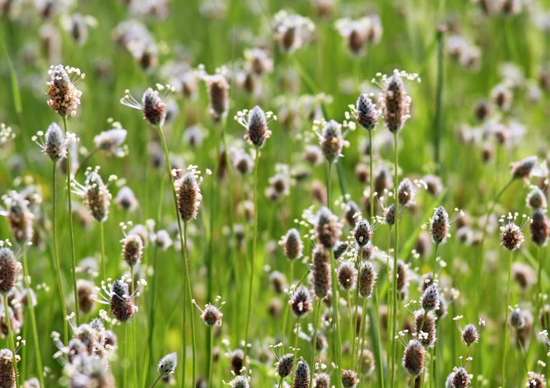 Psyllium Husk Powder - Pure, Kosher, Vegan, Keto, Unflavored, Finely Ground, Bulk, Mixes Well, Rich in Soluble Fiber. bild 8