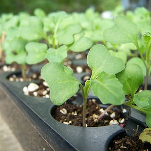 Semillas de brócoli orgánicas para germinar: sin transgénicos, veganas, kosher, aptas para la dieta Sirtfood y a granel. Ricas en sulforafano. Cultiva brotes para ensaladas y sándwiches. imagen 8