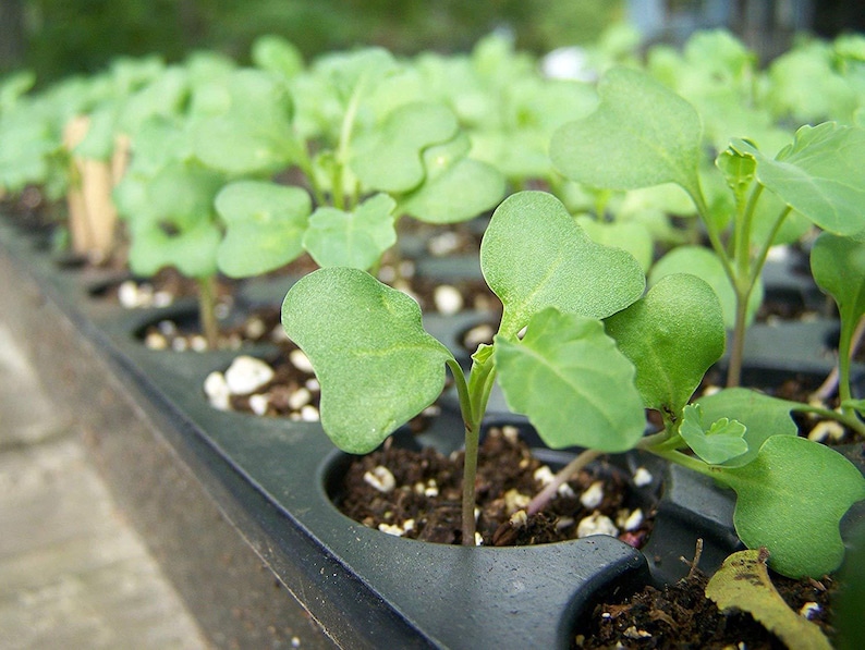Semillas de brócoli orgánicas para germinar: sin transgénicos, veganas, kosher, aptas para la dieta Sirtfood y a granel. Ricas en sulforafano. Cultiva brotes para ensaladas y sándwiches. imagen 8