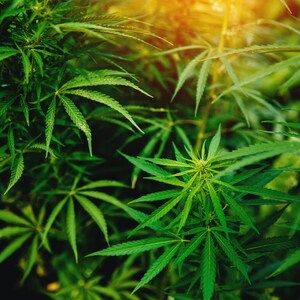 Organic Paraguayan Hemp Seeds — Non-GMO Raw Hearts, Hulled, Kosher, Vegan, Bulk. Keto-Friendly. Rich in Omega 3 & 6. Good Source of Protein image 8