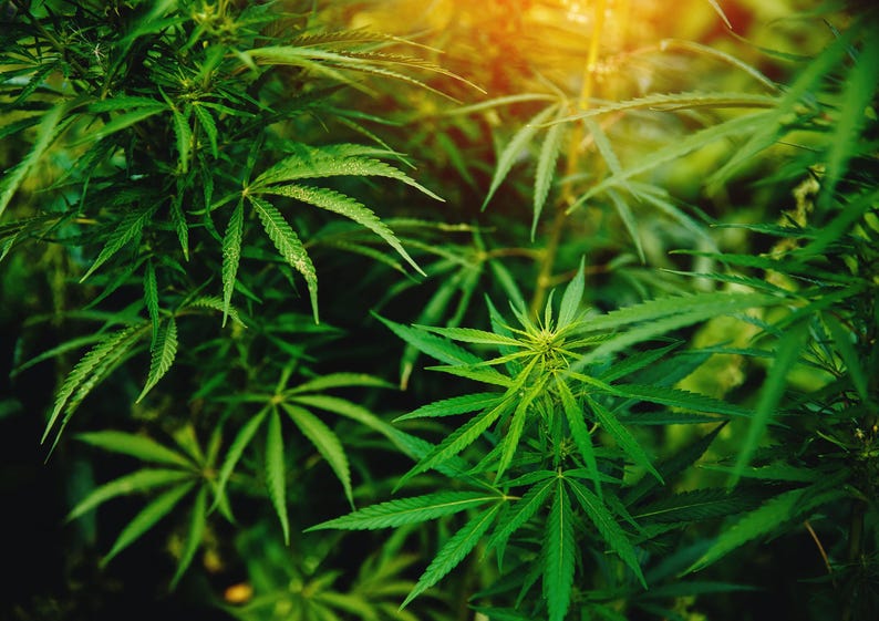 Organic Paraguayan Hemp Seeds — Non-GMO Raw Hearts, Hulled, Kosher, Vegan, Bulk. Keto-Friendly. Rich in Omega 3 & 6. Good Source of Protein image 8