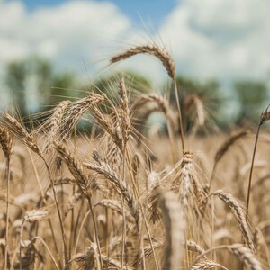 Organic KAMUT Khorasan Wheat Flour - Stone Ground Powder, 100% Whole Grain Meal, Non-GMO, Kosher, Bulk image 8