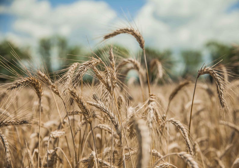 Organic KAMUT Khorasan Wheat Flour - Stone Ground Powder, 100% Whole Grain Meal, Non-GMO, Kosher, Bulk image 8