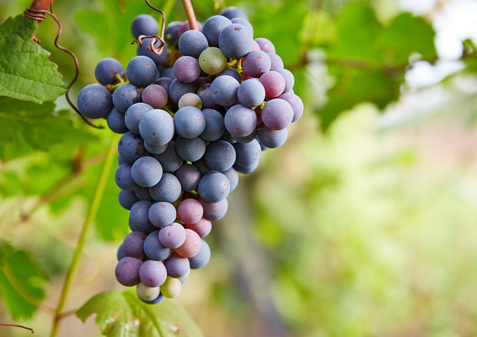 California Zante Currant Raisins Sundried Seedless Grapes Etsy