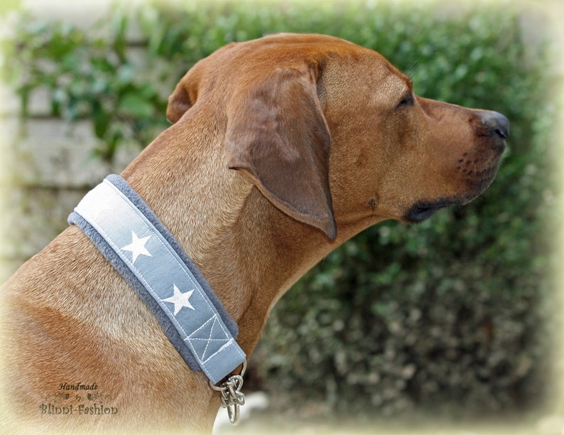 Martingale Dog collar STARS