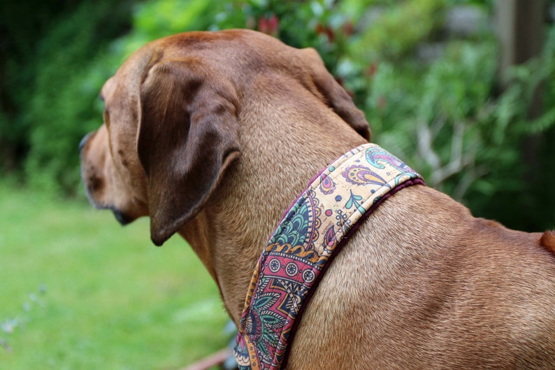 Halsband KORK mit Zugstopp, Hundehalsband mit tollen Mustern aus Korkleder, Hund, Martingale Bild 6