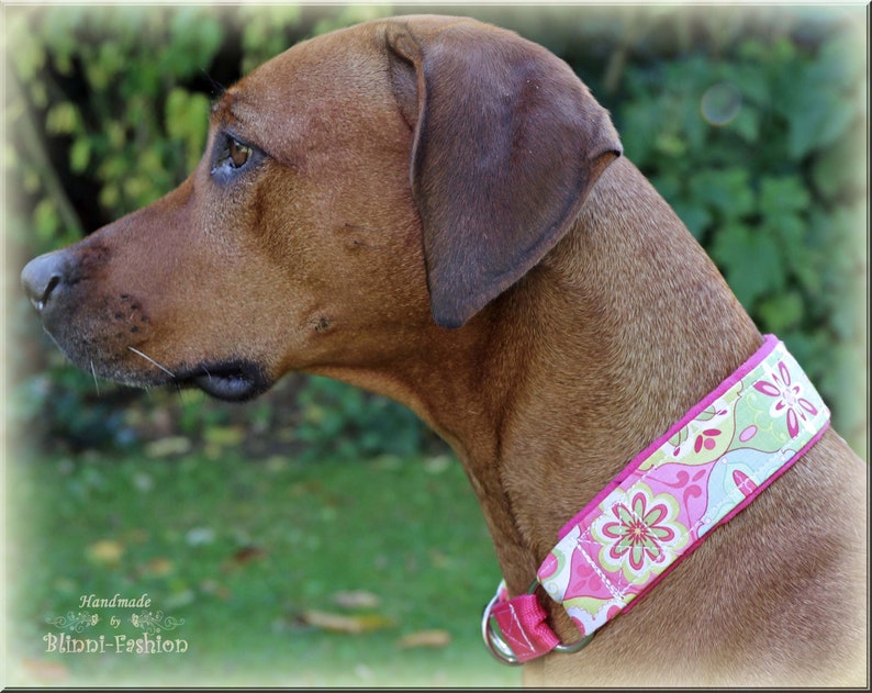 Dog collar, Martingale, romantic, light rose image 8