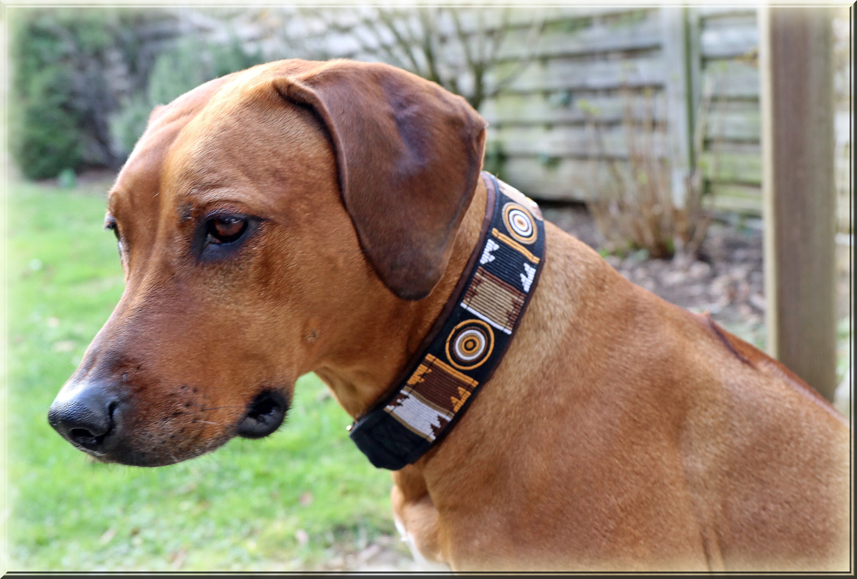 jutta ziegler hundefutter Softies Hirsch Dr Jutta Ziegler 200g  Die Futterbar