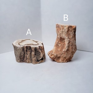 Petrified Wood Branches | Petrified Wood