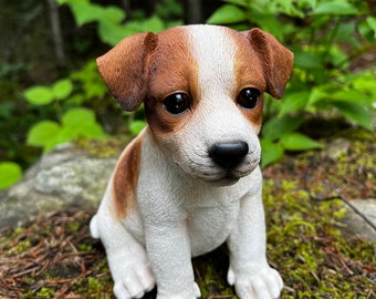 Toy jack top russell puppy
