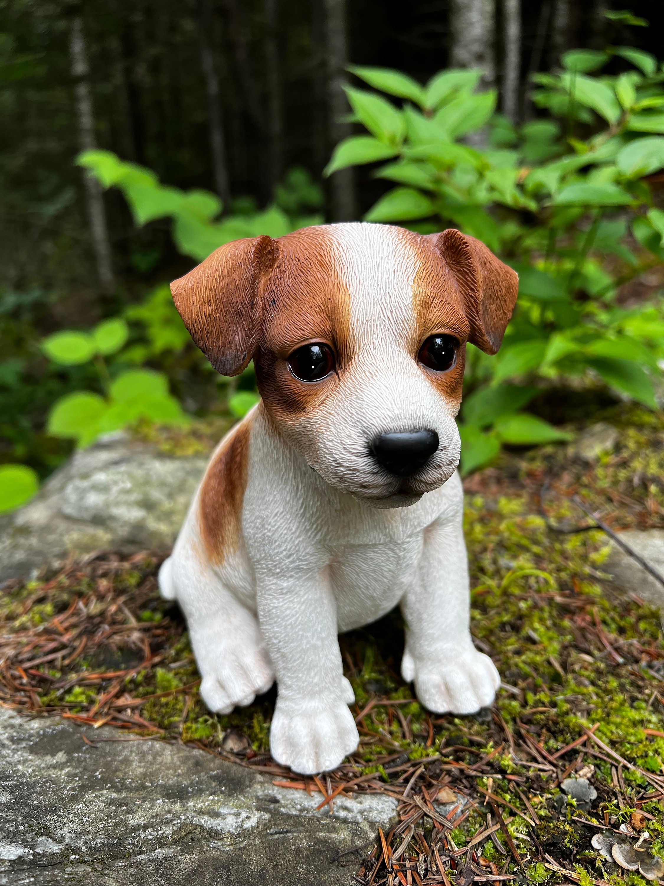 Toy jack russell terrier puppies for sale cheap